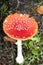 Magic mushroom amanita muscaria fly agaric super quality fifty megapixels prints