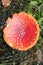 Magic mushroom amanita muscaria fly agaric super quality fifty megapixels prints