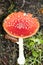 Magic mushroom amanita muscaria fly agaric super quality fifty megapixels prints