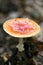 Magic mushroom amanita muscaria fly agaric super quality fifty megapixels prints