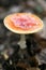 Magic mushroom amanita muscaria fly agaric super quality fifty megapixels prints