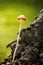 Magic Mushroom. Small psilocybe magic mushroom growing in a mossy woodland
