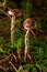 Magic mushrooms - Deadly webcap (Cortinarius rubellus)