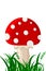Magic mushrooms isolated. Mushroom with grass