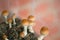 Magic Mushrooms. Psilocybin Cubensis. Home mushroom cultivation