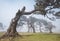 Magic mystic foggy view of curved trees forest landscape in Posto Florestal Fanal forest with Laurisilva of Madeira Laurel forest