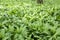 Magic nature place full of wild bear garlic, green leaves background