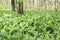 Magic nature place full of wild bear garlic, green leaves background