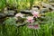 Magic of nature with three pink water lilies or lotus flowers Marliacea Rosea after rain. Nympheas with water drops