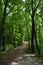 Magic path through lush green forest
