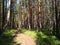 Magic pine forest and road