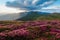 Magic pink rhododendron