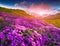 Magic pink rhododendron flowers in the mountains. Summer sunrise