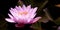 Magic pink water lily flower glowing in romantic moonlight