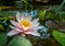 Magic pink water lily or lotus flower Marliacea Rosea with delicate petals is opened in a pond on a background of dark leaves.