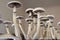 Magic shroom. Fresh Psilocybin shroom. Medical research of psilocybin . Fresh Psilocybin shroom