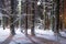 Magic snowy winter city forest park at night. Amazing scene of trees covered by snow illuminated night lanterns. Christmas time.