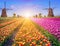 Magic spring landscape with tulips and aircraft Mill in Kinderdijk, Netherlands, Europe at dawn harmony, relaxation, anti-stress