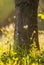 Magic summer sunshine grass tree