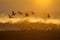 Magic sunset with birds. Common Crane, Grus grus, big bird in the nature habitat, Lake Hornborga, Sweden. Wildlife scene from Euro