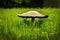 Magic toadstool - closeup in very green grass with shallow focus and bokeh