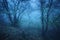 Magic tree in mysterious autumn forest in blue fog