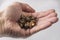 Magic truffles mushrooms full of psilocybin in red hand with light background