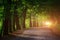 Magic tunnel and pathway through a thick forest with sunlight. T