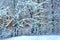 Magic white winter forest with trees. Woods white nature landscape at cold day.