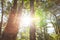 Magical ancient evergreen forest at sunrise