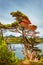 Magical austral Magellanic subpolar forests and turquoise lagoon