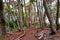 Magical austral Magellanic subpolar forests and turquoise lagoons in Tierra del Fuego National Park, Beagle Channel, Patagonia,