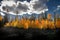 Magical Autumnal view of Dixie Forest with lava rocks, clouds, sun flare, and a wide variety of colored leaves near Cedar Breaks N