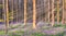 Magical bluebells forest in Belgium.