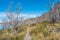 Magical colorful valley with austral dead forests, lagoons, glacial streams and high mountains in Torres del Paine National Park,