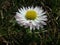 Magical daisy on a summer meadow, marguerite, Asteraceae, flowers