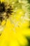Magical dandelion fluff close up photo