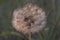 Magical Dandelion with water drops close up