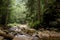 Magical dark Carpathian forest with a river