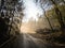 Magical Deep foggy Autumn Forest. Park. Beautiful Scene Misty Old Forest with Sun Rays, Shadows and Fog.