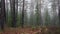 Magical Deep foggy Spring Forest. Park. Beautiful Scene Misty Old Forest.