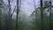 Magical Deep foggy Spring Forest. Park. Beautiful Scene Misty Old Forest.