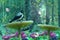 A magical, fairy-tale forest with huge mushrooms, flowers and flying butterflies. A crow is sitting on a mushroom. Fantastic natur