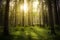 Magical fairytale forest. Coniferous forest covered of green moss and golden sunlight. Mystic atmosphere
