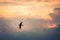 Magical flight of a pelican in Aruba