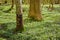 Magical flower field near tree trunks in a forest in spring. Beautiful landscape of wood anemone flowers growing in a