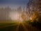 Magical foggy gloomy landscape with trees