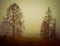 Magical foggy gloomy landscape with trees