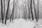 Magical foggy winter forest during a snowfall. Camping. Picturesque nature.