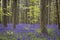 Magical forest. The blossoms of wild hyacinths. Hallerbos, Belgium.